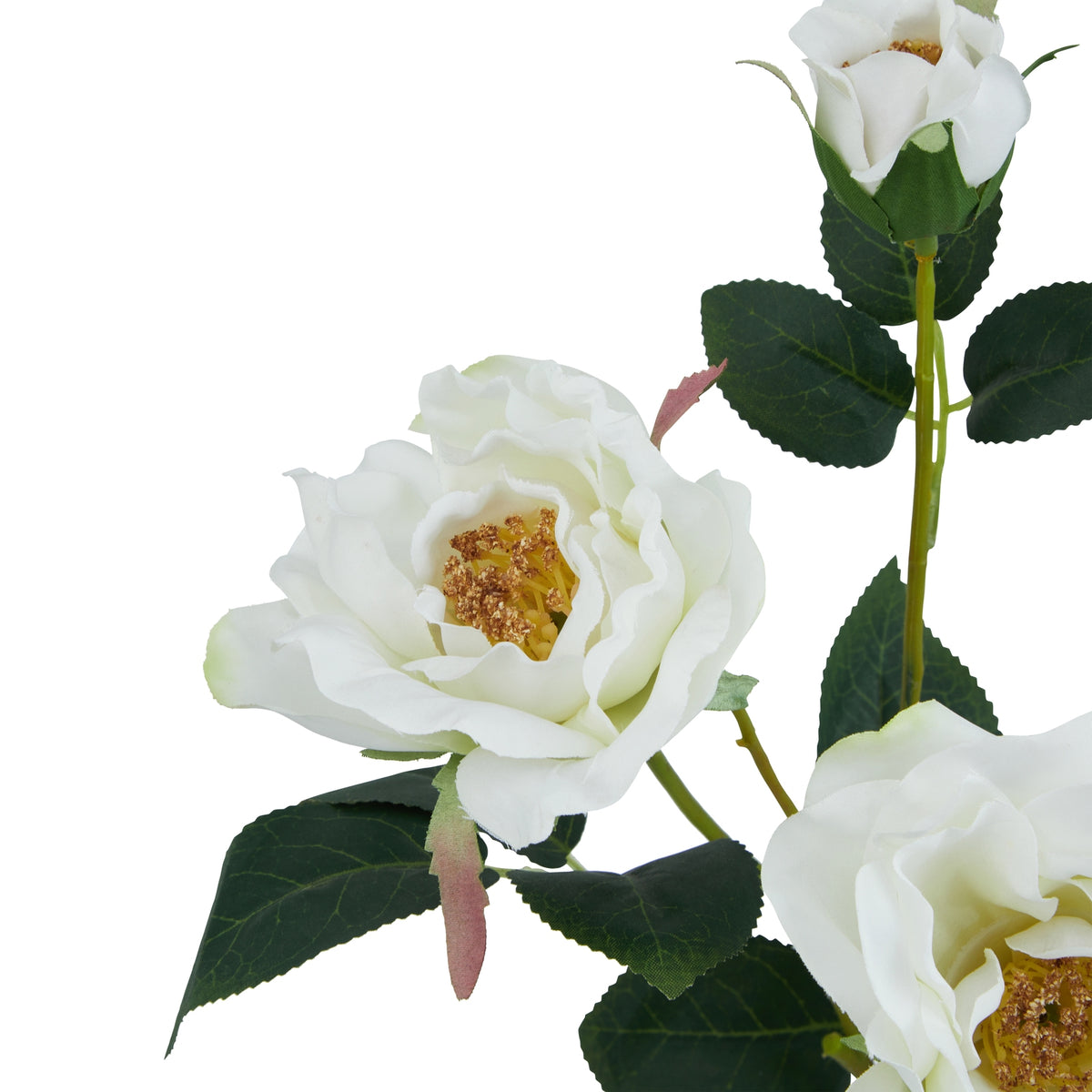 Close-up of layered cream petals surrounding a yellow-brown flower centre, with veined dark green leaves and parts of the other blooms visible.