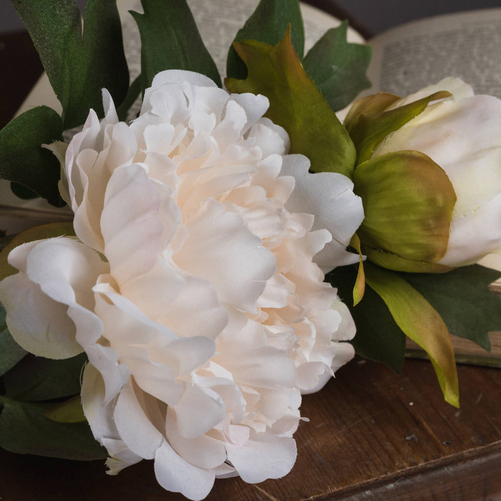 Close view of layered white peony petals beside a partly closed bloom with green outer leaves, resting on a wooden surface with an open book behind.