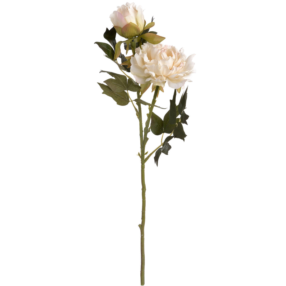 White artificial peony spray with an open ruffled bloom, a partly closed flower and dark green leaves along a long green stem against a white background.