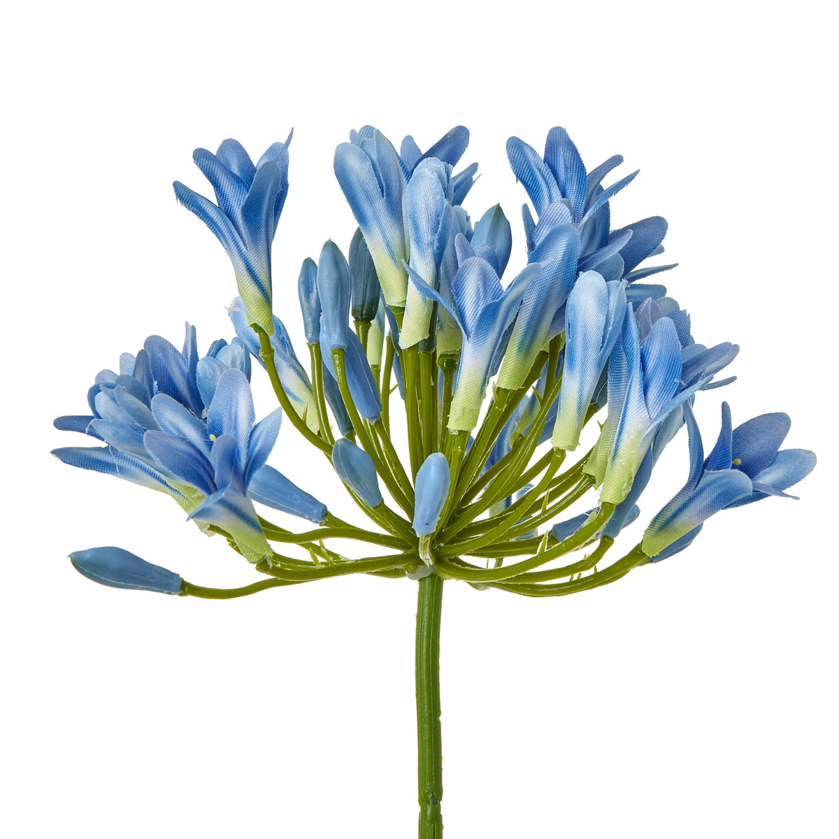 Close-up of blue florets and unopened buds spreading out on fine green branches from the centre of the flower head.