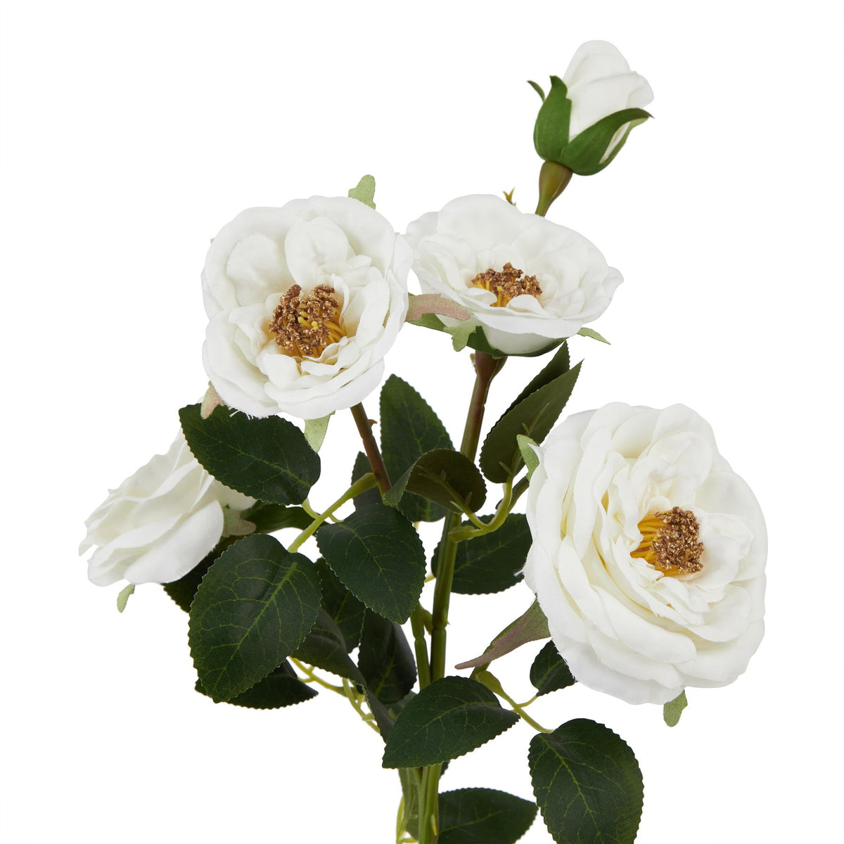 Close-up of layered white rose-form blooms with textured brown-gold centres, a white bud and veined green leaves with serrated edges.