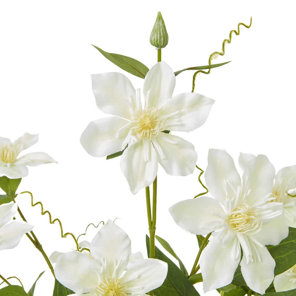 Close-up of cream-white open flowers with pale yellow centres, fine petal texture, green leaves, a pointed bud and curling tendrils.