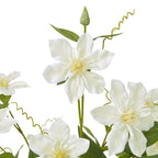 Close-up of cream-white open flowers with pale yellow centres, fine petal texture, green leaves, a pointed bud and curling tendrils.