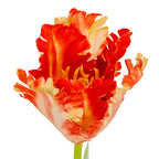 Detail looking into the ruffled orange-red and cream flower, with curled petal edges and yellow details at the centre.