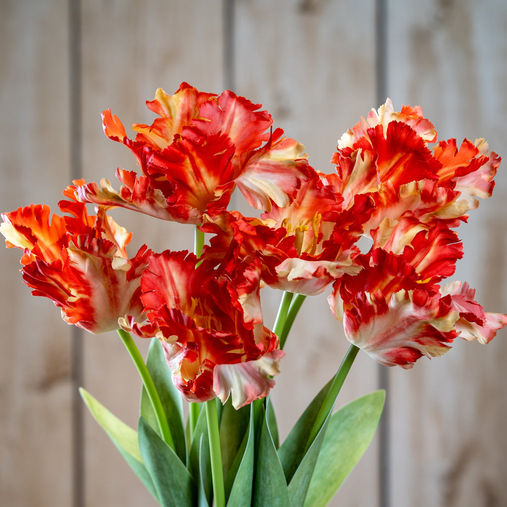 Close view of a grouped arrangement of ruffled orange-red and cream flowers above green stems and pointed leaves, with timber boards behind.