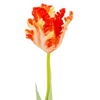 Close view of the cup-shaped flower, showing cream streaks across orange-red ruffled petals above the green stem.