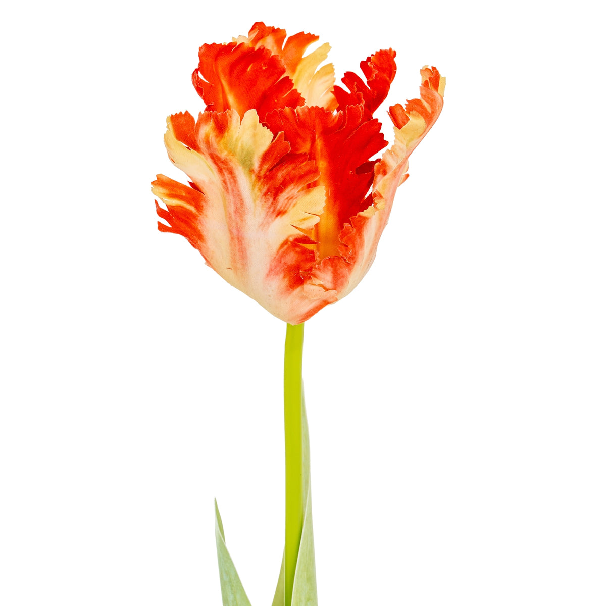 Close view of the cup-shaped flower, showing cream streaks across orange-red ruffled petals above the green stem.