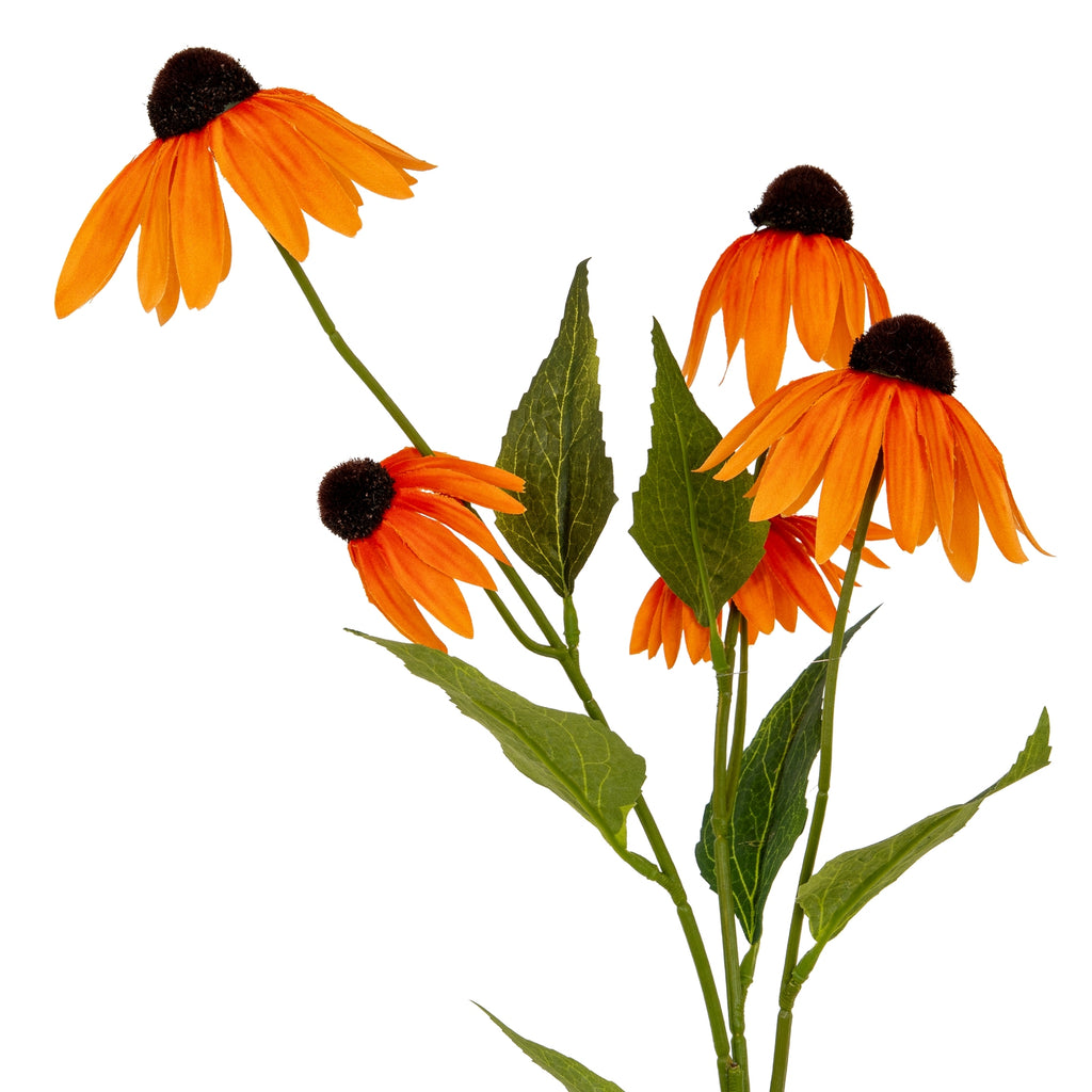 Close-up of orange ray petals curving down from textured brown cone centres, with veined pointed green leaves between the flower heads.