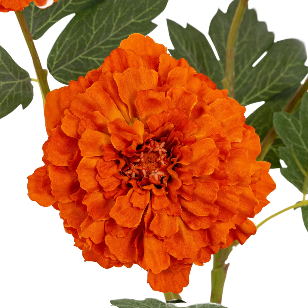 Close-up of an orange bloom showing densely overlapping, ruffled petals and its detailed centre, with green leaves behind.