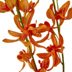 Close-up of orange orchid-like florets showing dark red stripes, spotted markings and curled petals around green stems.