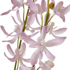 Close-up of pale lilac orchid-like flowers showing textured petals, darker pink speckles, cream centres and green stems.
