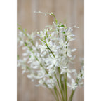 Detail of white orchid-like flowers and small green and pale buds on curving branches against a softly blurred wooden background.