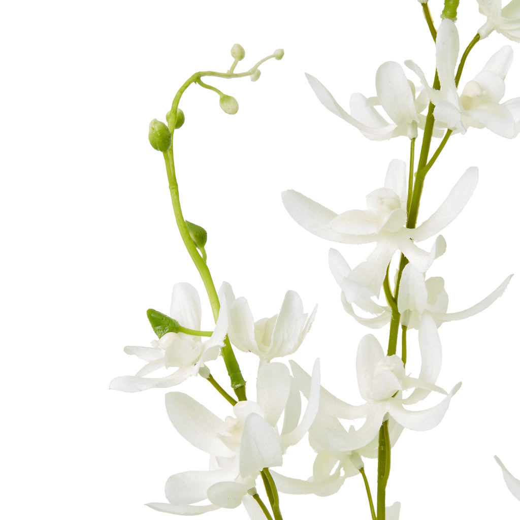 Close-up of white orchid-like florets around green branches, with a curved bud-tipped branch on the left.