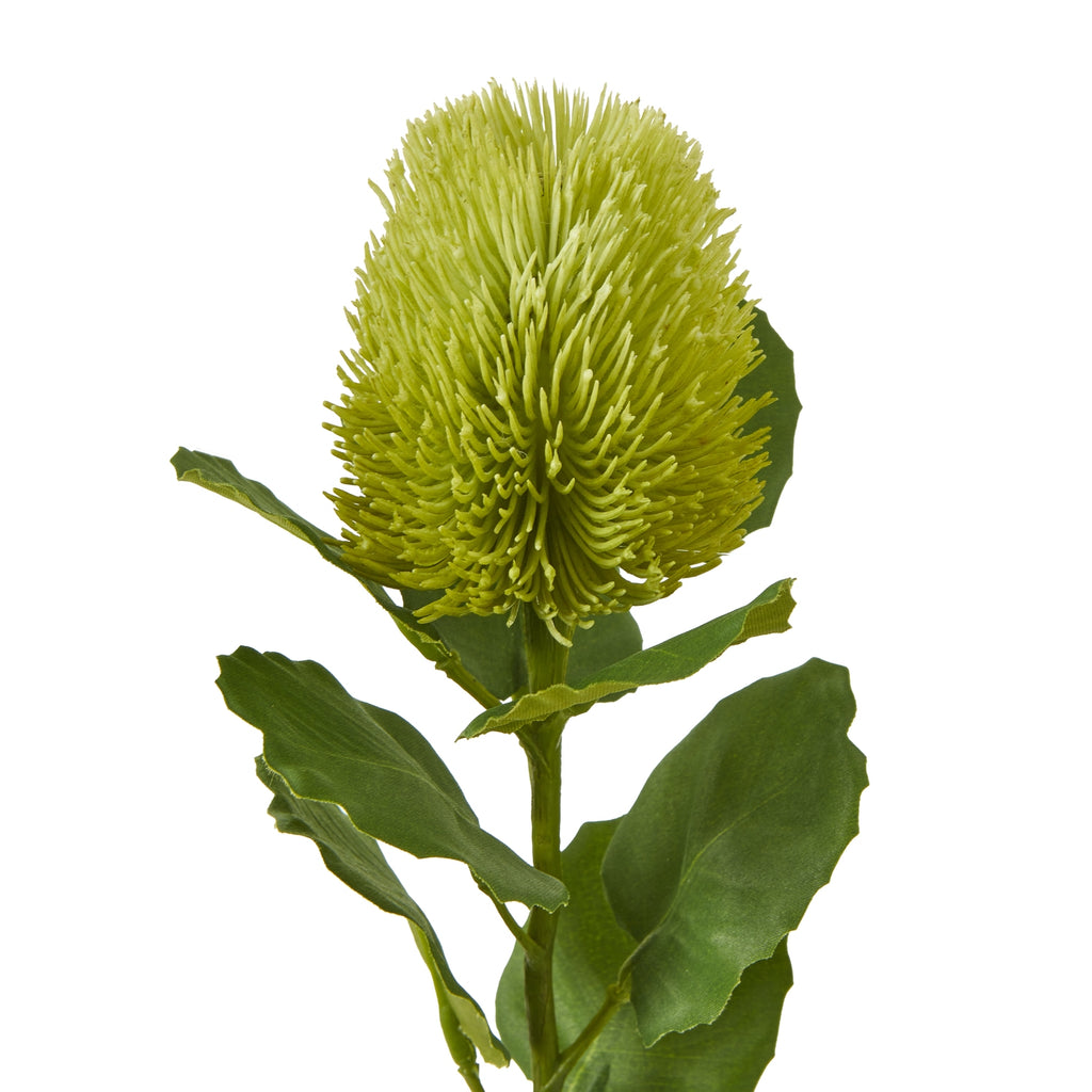 Close-up of the pale green oval head showing densely packed curved bristles above darker green leaves with visible veins and uneven edges.