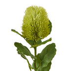 Close-up of the pale green oval head showing densely packed curved bristles above darker green leaves with visible veins and uneven edges.