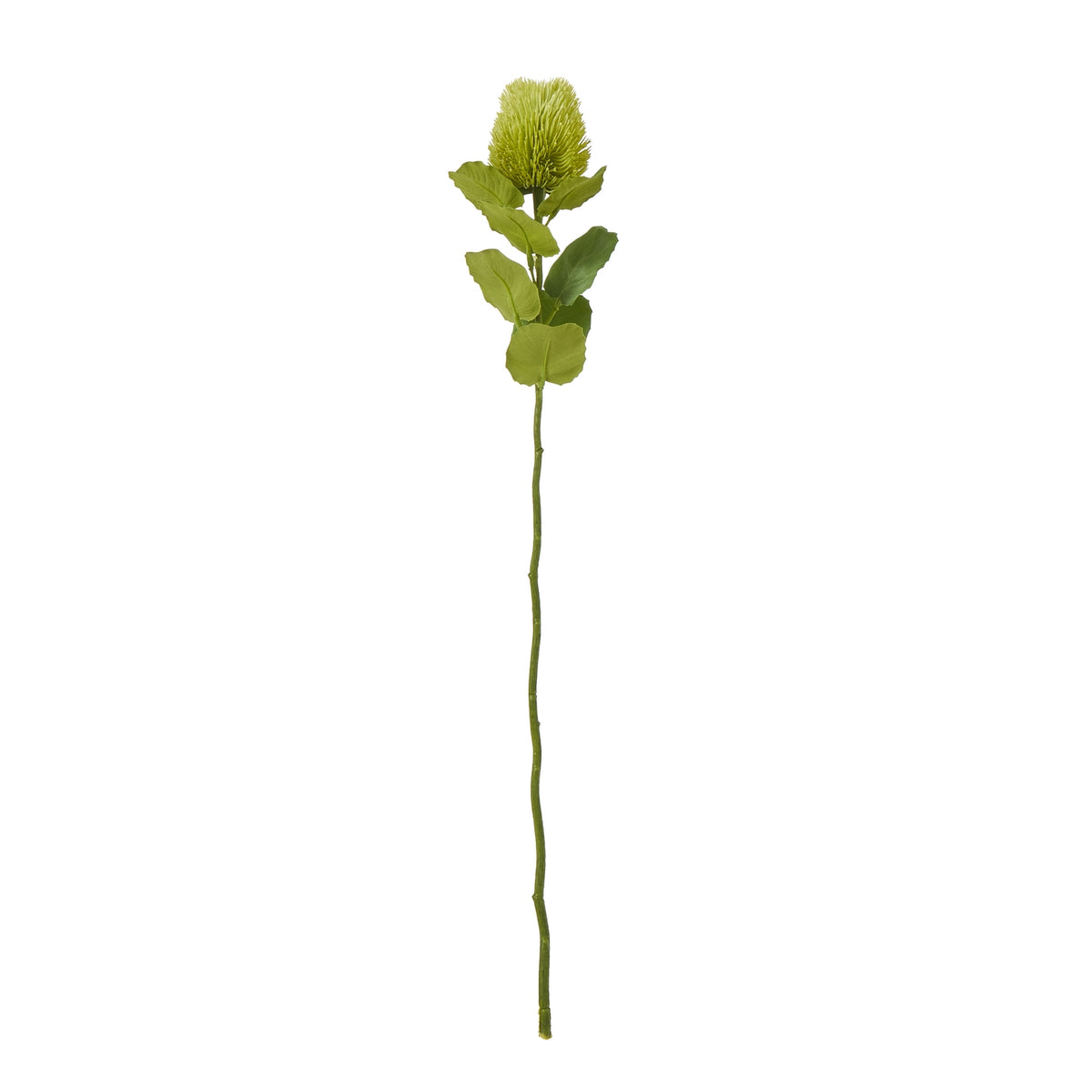 Full view of a green artificial botanical stem with a slender lower stalk, broad leaves and an upright oval bristled head against white.