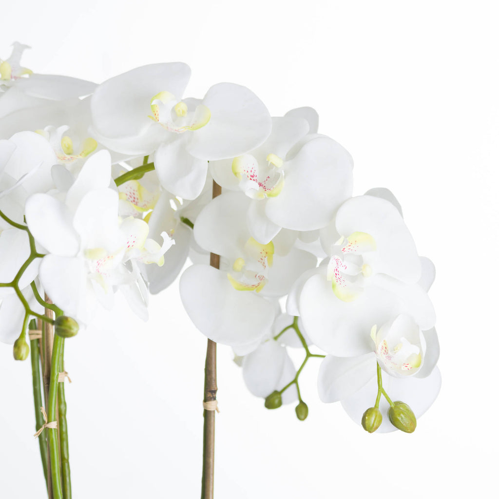 Close-up of white petals with pale yellow centres and pink markings, green buds and stems tied to support canes.
