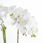 Close-up of white petals with pale yellow centres and pink markings, green buds and stems tied to support canes.