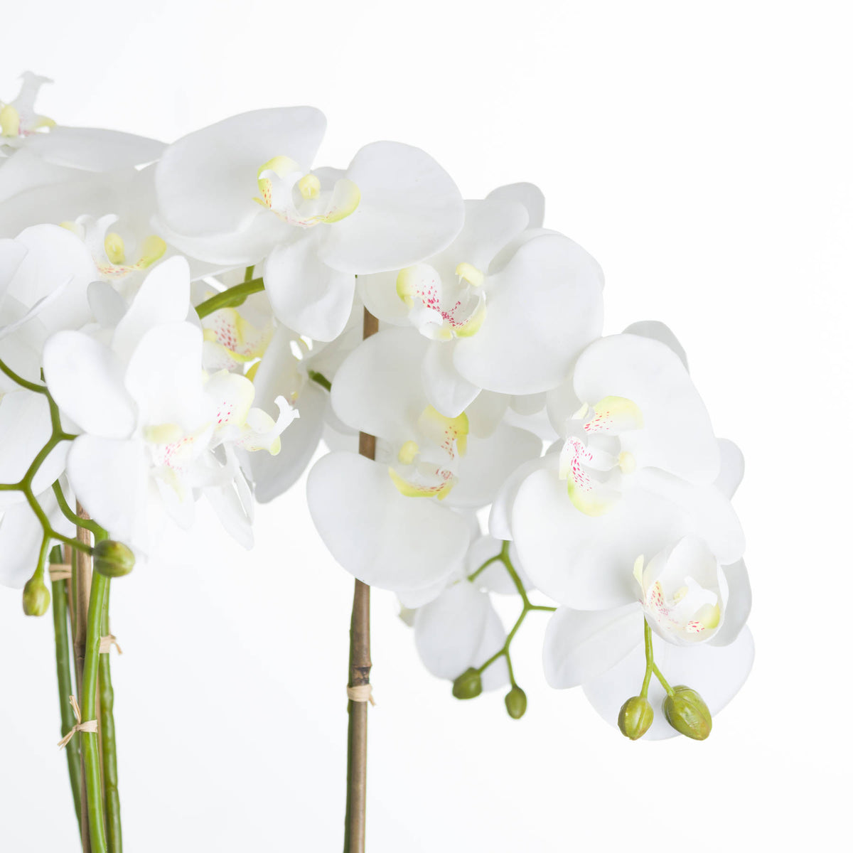 Close-up of white petals with pale yellow centres and pink markings, green buds and stems tied to support canes.