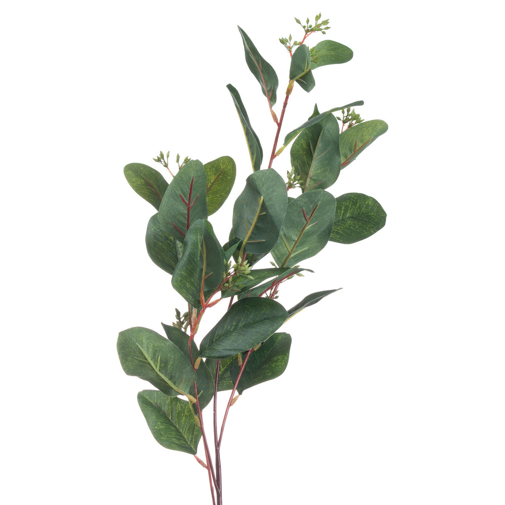 Close-up of oval eucalyptus leaves showing fine surface texture, green and reddish veins, and small green clusters along red-brown branches.