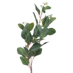 Close-up of oval eucalyptus leaves showing fine surface texture, green and reddish veins, and small green clusters along red-brown branches.