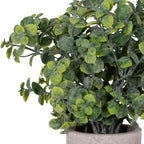 Close-up of overlapping oval and rounded green leaves, branching stems and the upper rim of the Ovalleaf plant pot.