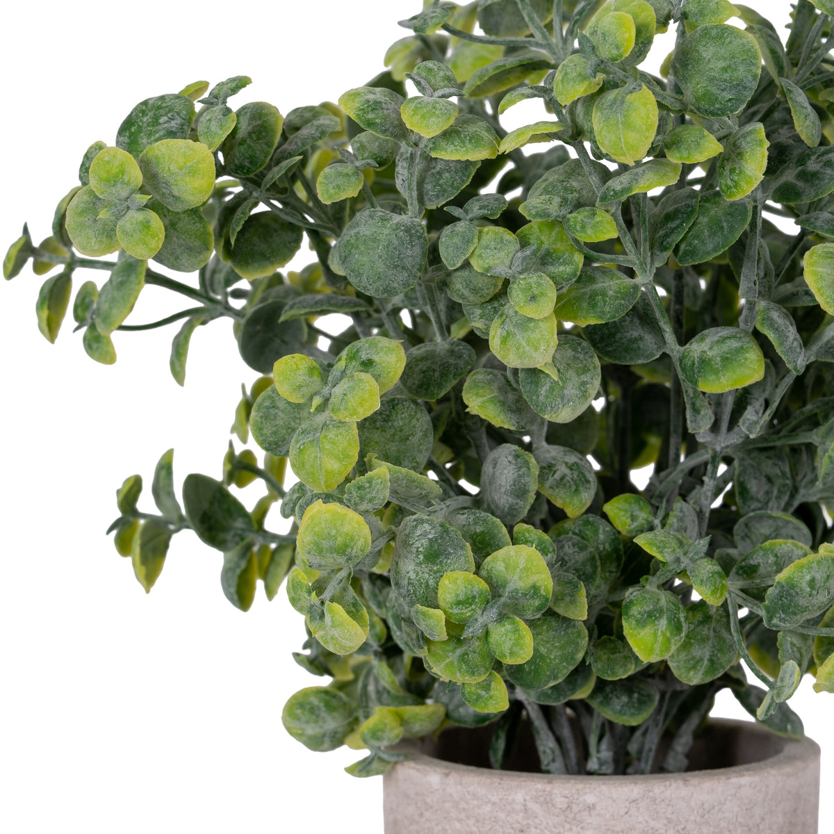 Close-up of overlapping oval and rounded green leaves, branching stems and the upper rim of the Ovalleaf plant pot.
