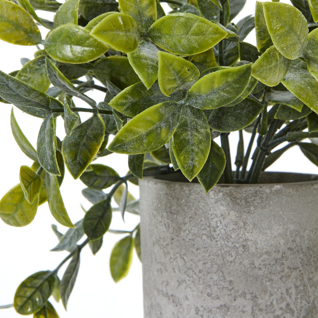 Close-up of pointed oval leaves in varied green tones above the rim of the textured grey pot.
