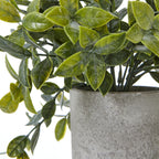 Close-up of pointed oval leaves in varied green tones above the rim of the textured grey pot.
