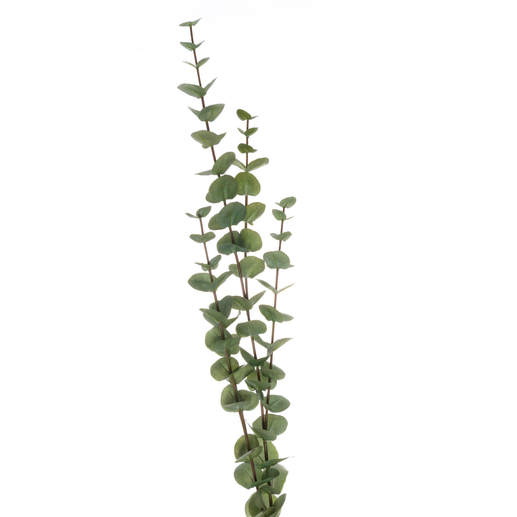 Closer view of the foliage spray showing opposite pairs of coin-like green leaves, subtly mottled surfaces and reddish-brown stems.