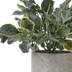 Close-up of pale-edged green leaves with pronounced veining and a frosted appearance, green stems and the mottled grey pot rim.