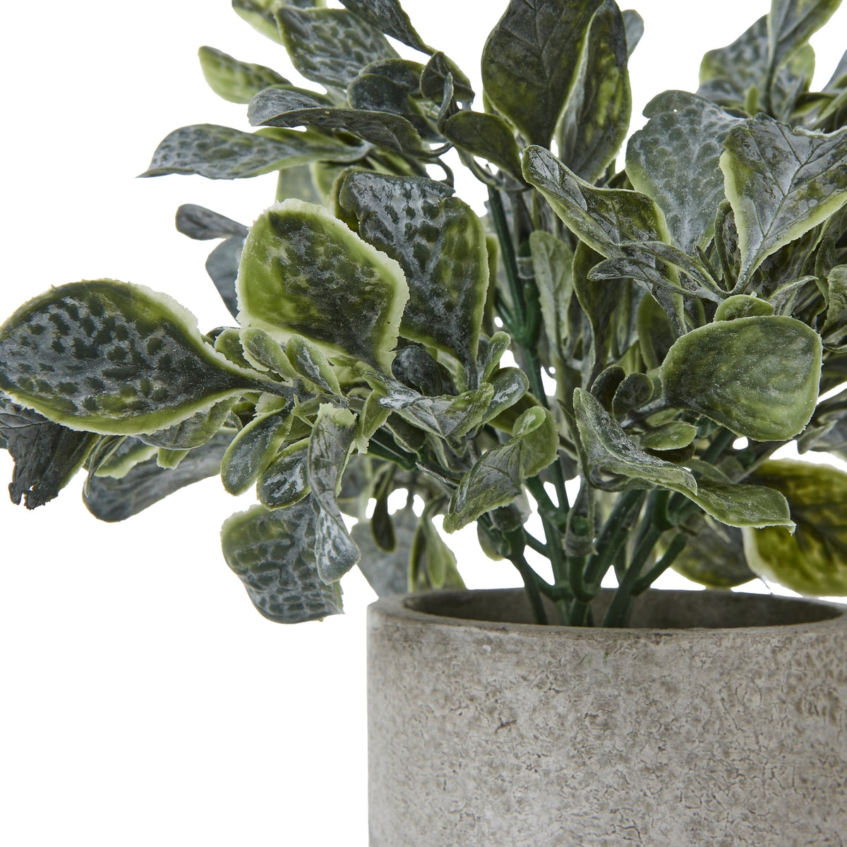 Close-up of pale-edged green leaves with pronounced veining and a frosted appearance, green stems and the mottled grey pot rim.