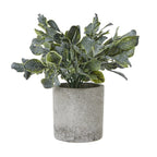 Pale Edgeleaf artificial plant with spreading dark and yellow-green foliage in a pale grey cylindrical pot against a white background.