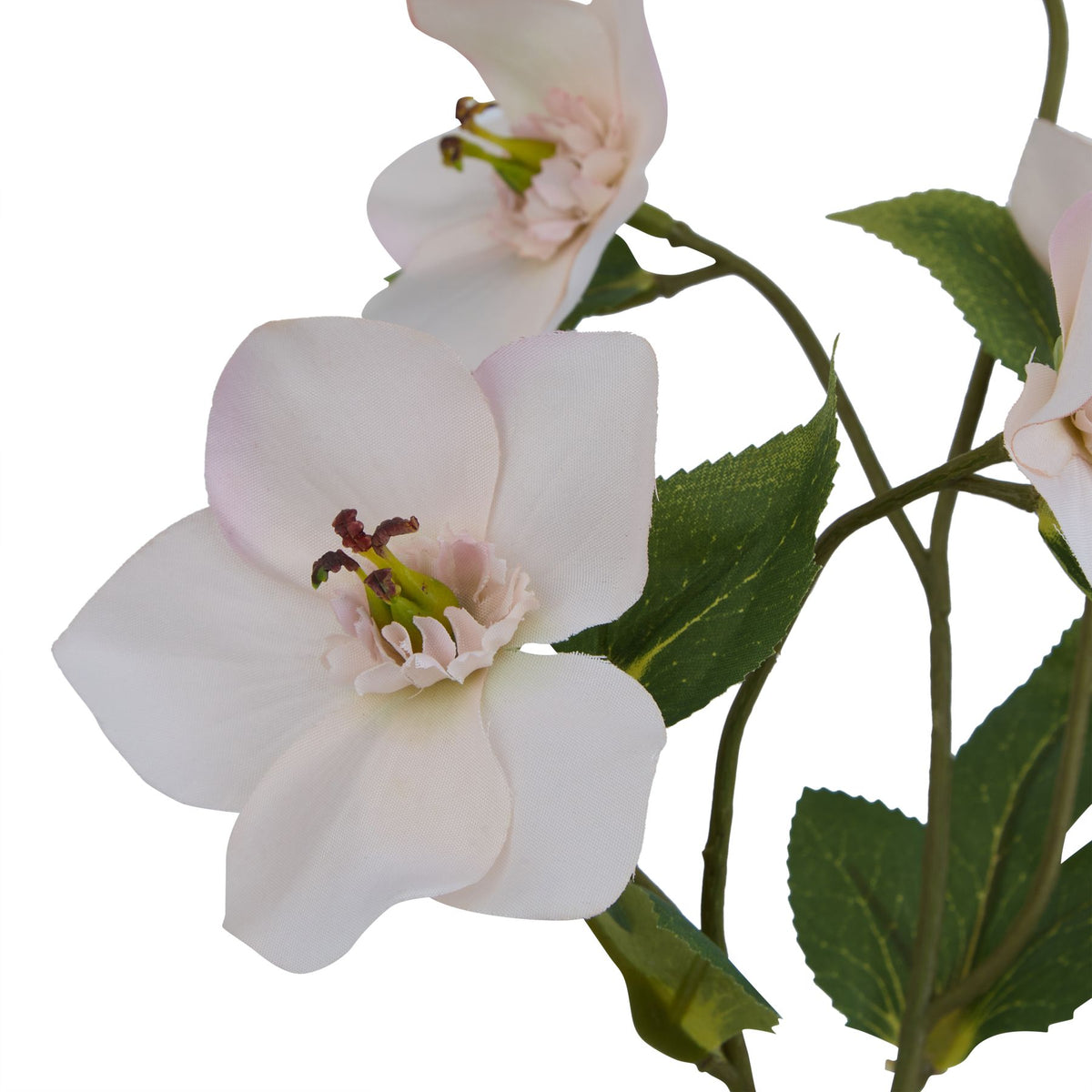 Close-up of a pale flower showing broad textured petals, a frilled blush centre and green projections with dark reddish tips beside serrated leaves.