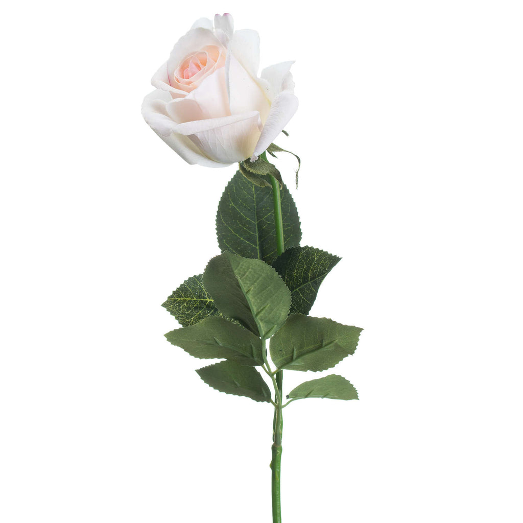 Close-up of the rose's layered ivory petals curling around a pale pink spiral centre, above serrated green leaves with visible veins.