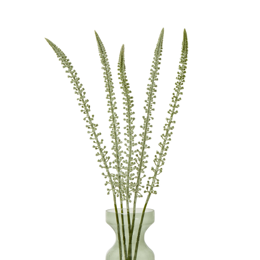 Five pale tapering flower stems fanned out in a translucent green glass vase against a white background.