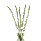 Five pale tapering flower stems fanned out in a translucent green glass vase against a white background.