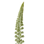 Close-up of the pointed flower spike, showing small green florets covered in fine pale fibres.