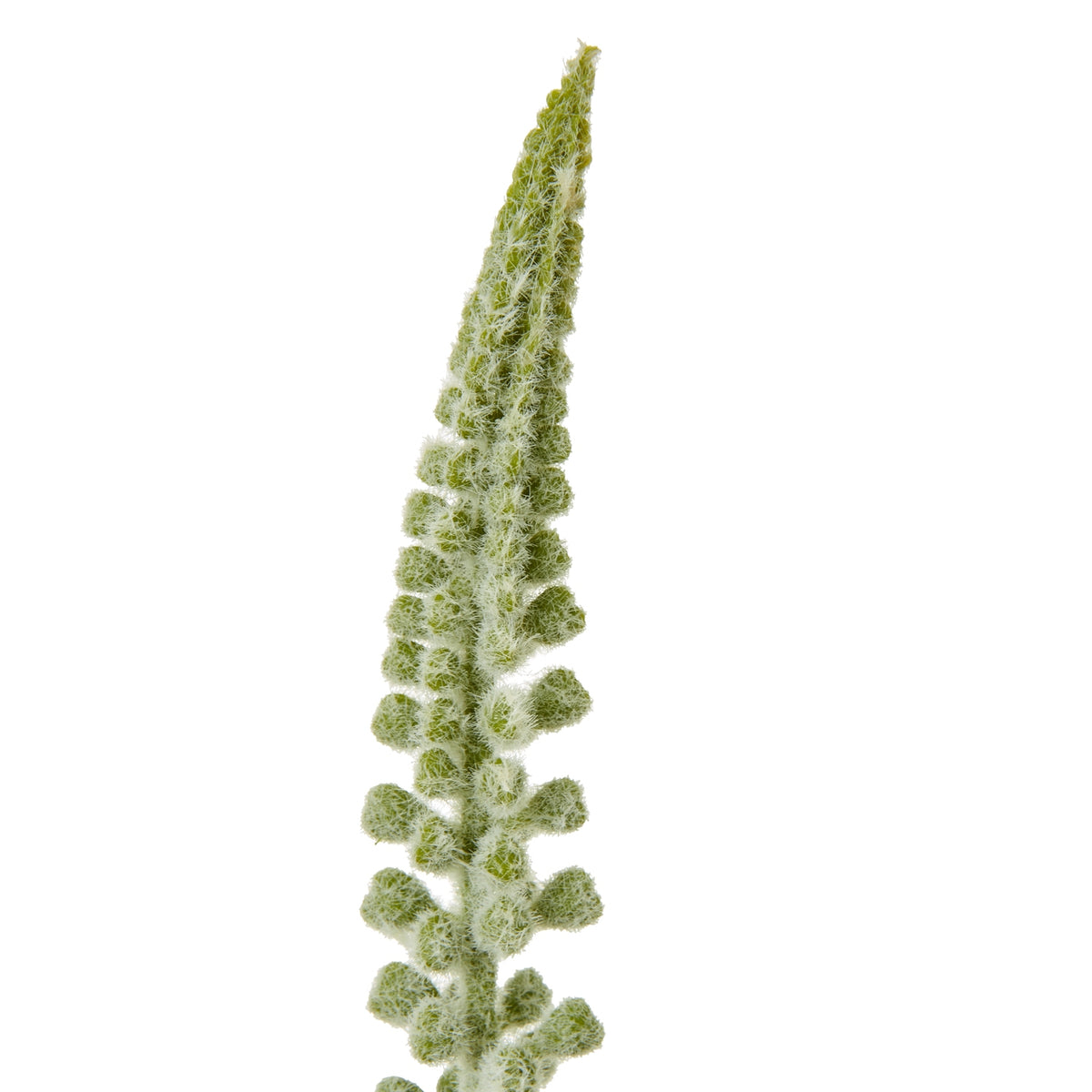 Close-up of the pointed flower spike, showing small green florets covered in fine pale fibres.