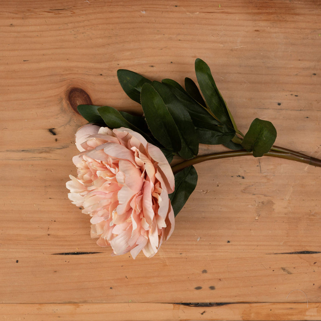 Peach peony bloom and closed bud resting on a wooden surface, showing the layered pale-edged petals and cluster of dark green leaves.