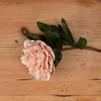 Peach peony bloom and closed bud resting on a wooden surface, showing the layered pale-edged petals and cluster of dark green leaves.