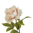 Close-up of the layered blush-peach and cream bloom above the curved dark green neck, with vein-marked olive-green leaves below.
