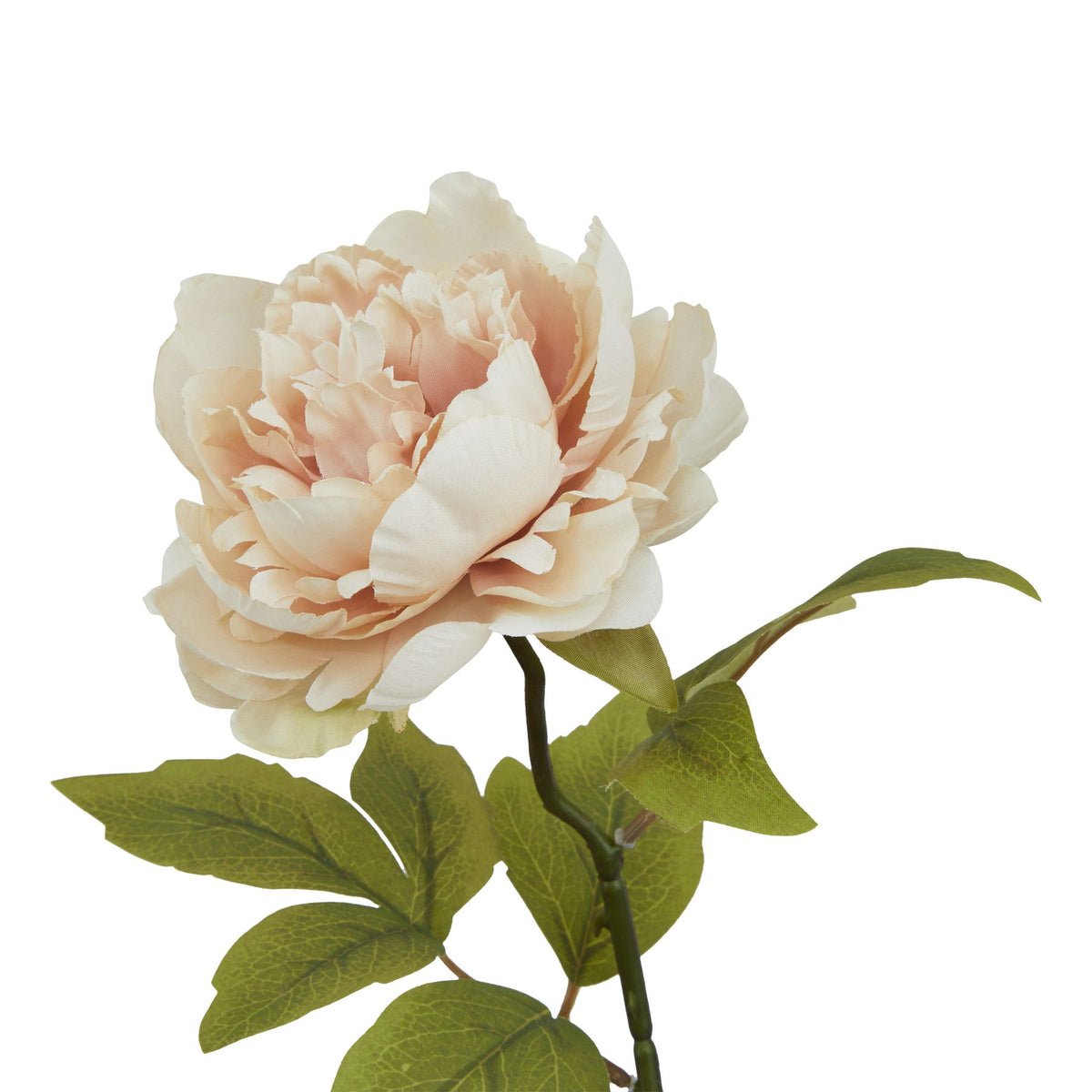 Close-up of the layered blush-peach and cream bloom above the curved dark green neck, with vein-marked olive-green leaves below.