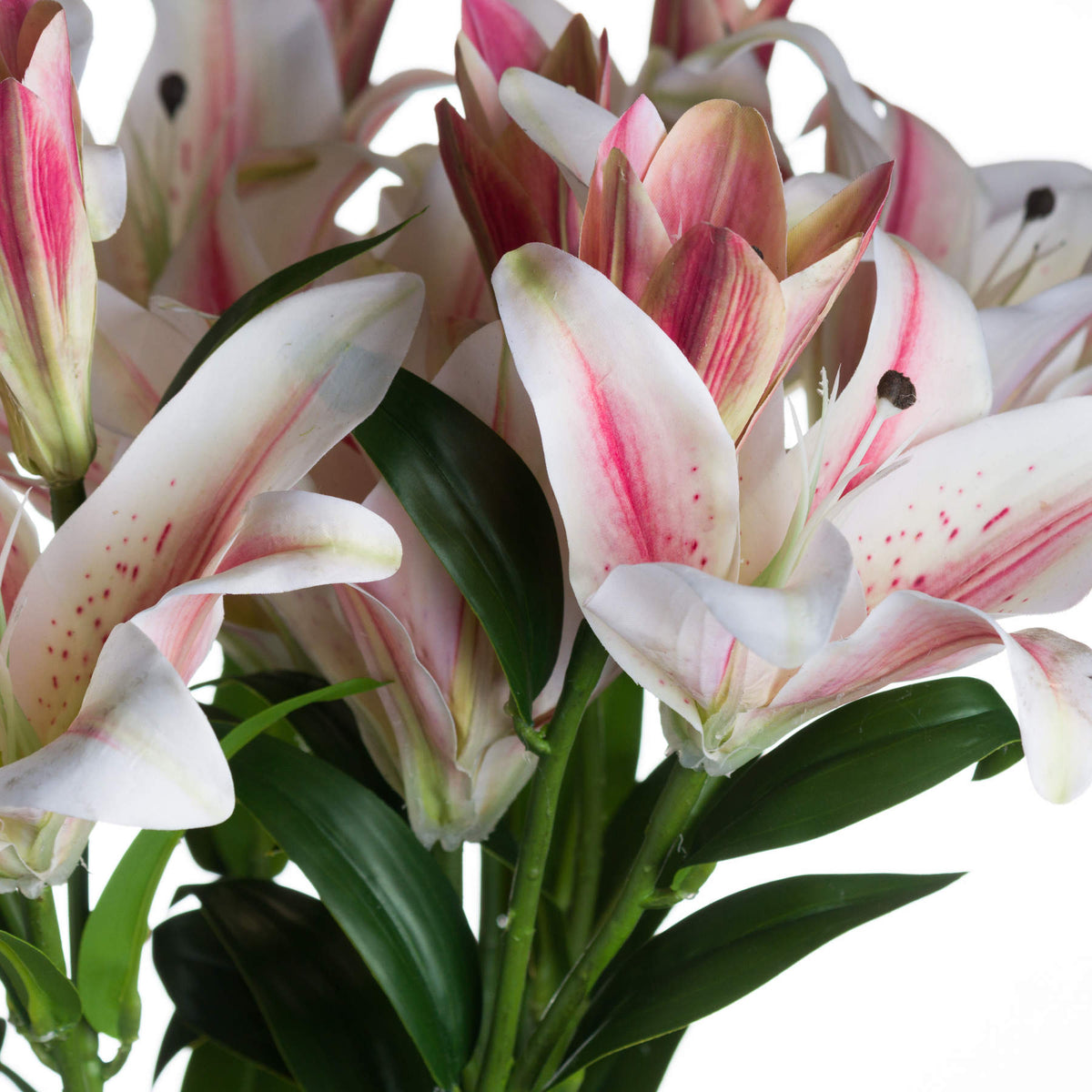 Close-up of white artificial petals with pink streaks and speckles, dark anthers, upright buds and glossy green leaves.