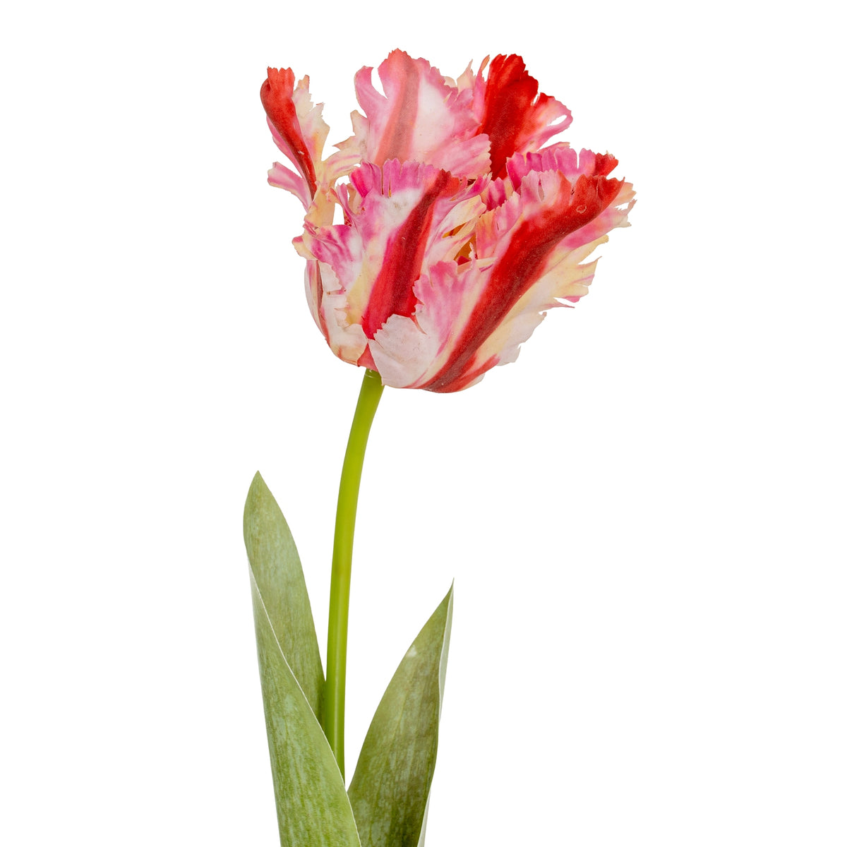 Closer view of the fringed pink and cream bloom with broad red streaks, above the green stem and pointed leaf tips.