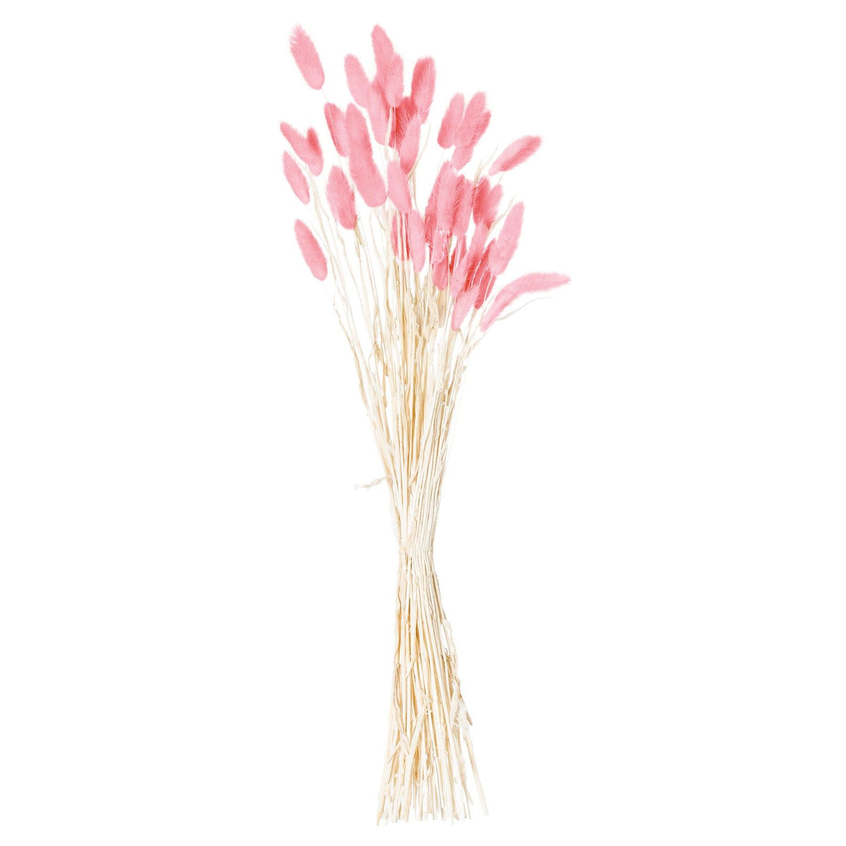 Tied bunch of slender pale stems with fuzzy-looking pink oval plumes at varied heights and angles, shown against a white background.