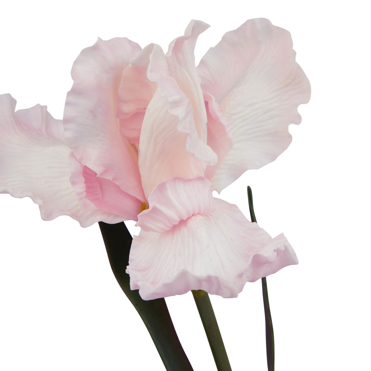 Close-up of the pale pink iris-like bloom, showing broad overlapping petals with fine ridges and rippled edges above green foliage.
