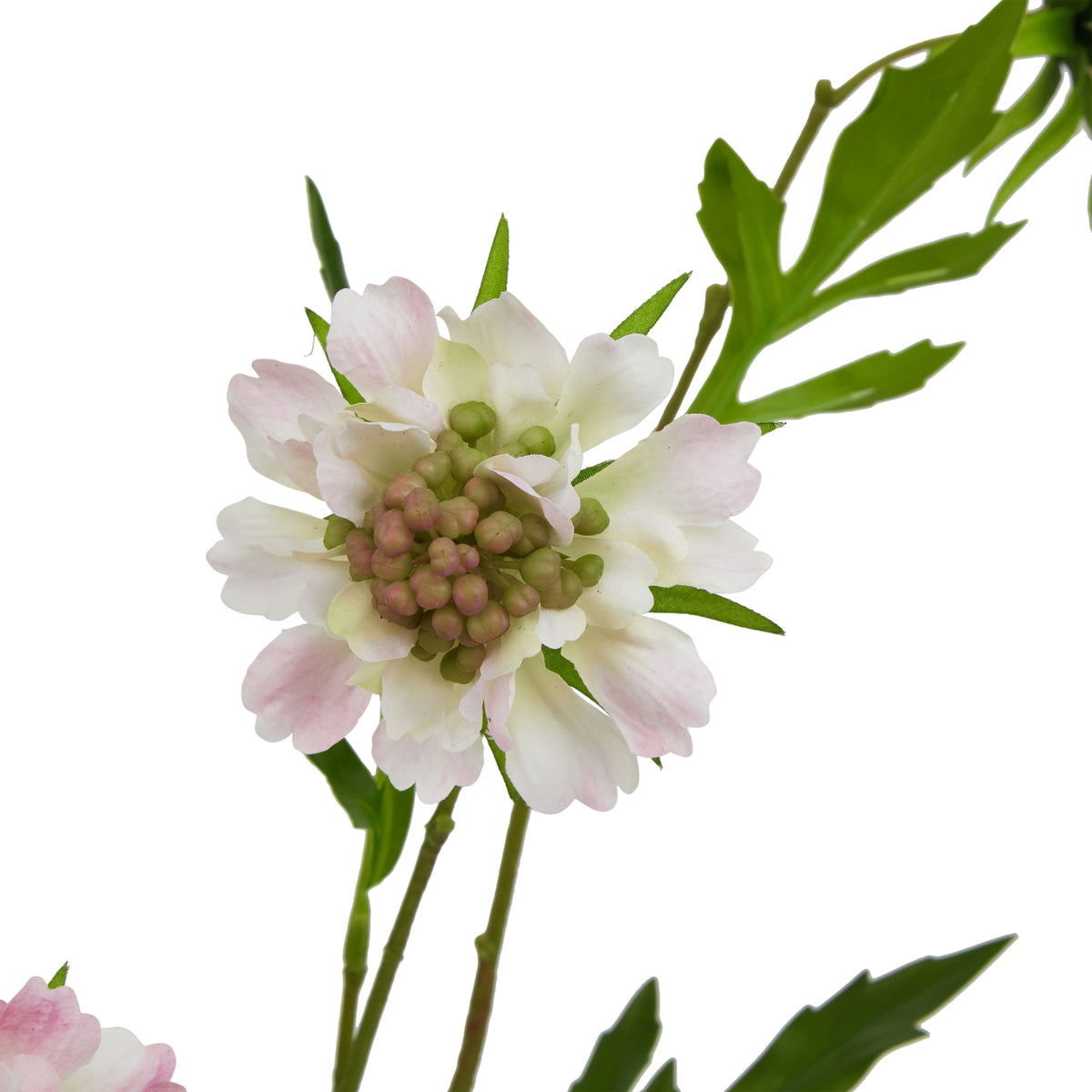 Close-up of a scabious flower head with pale pink and cream petals surrounding a clustered green and pink centre, beside green foliage.