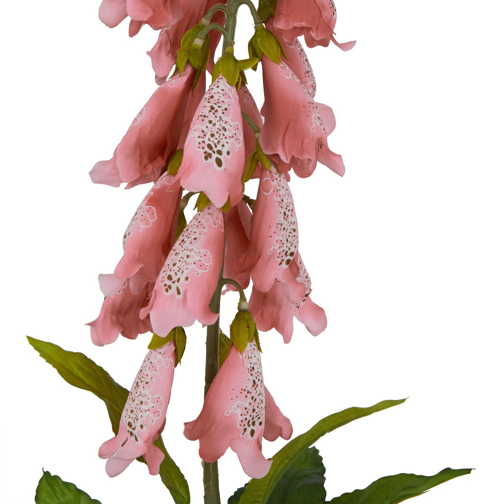 Close-up of hanging pink bell-shaped flowers with white patches and dark speckles, green calyxes and pointed leaves around the stem.