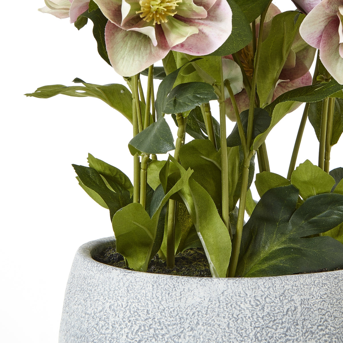 Close view of green hellebore stems and leaves above the mottled grey pot rim, with pink flowers at the top.